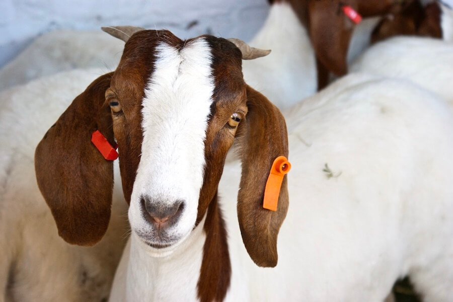 Boer goat with ear tags