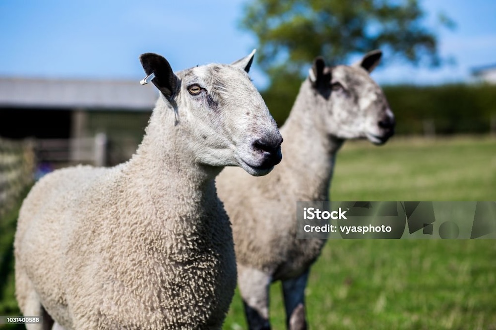 Sheep closeup