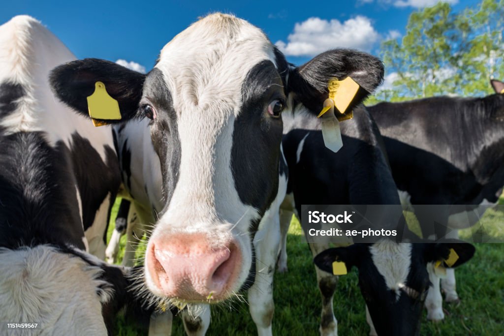 Cattle with ear tags