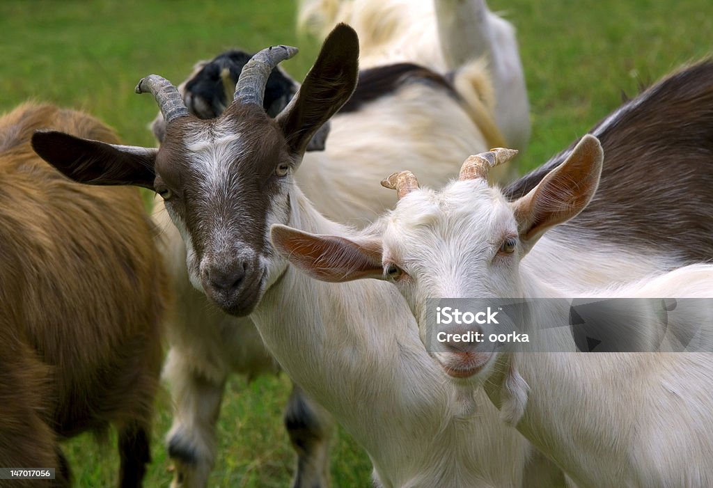 Goats in a pasture