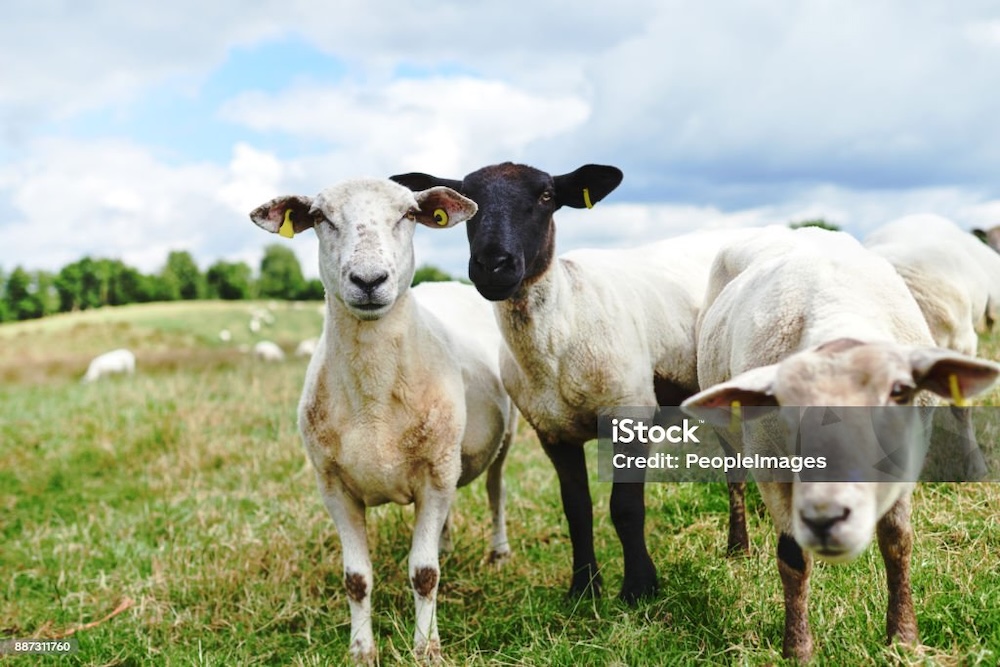 Sheep in a field