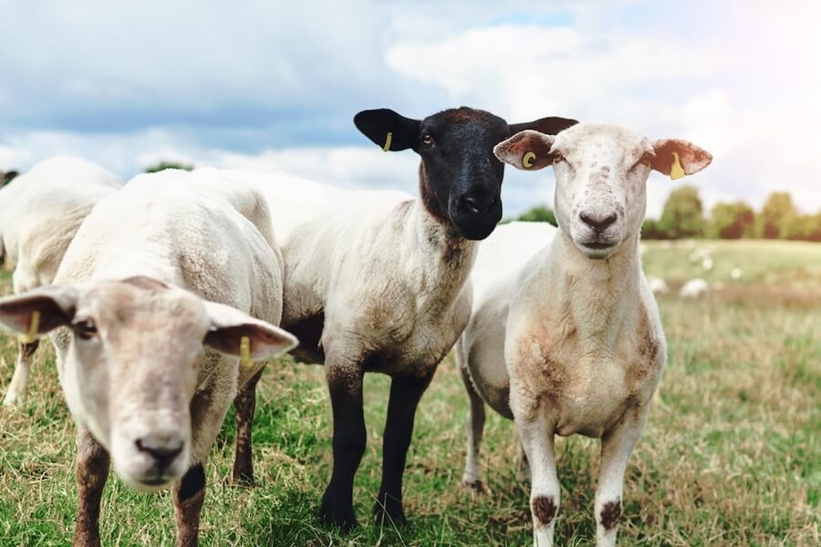 Sheep with ear tags on a farm